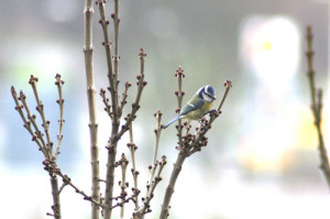 bluetit