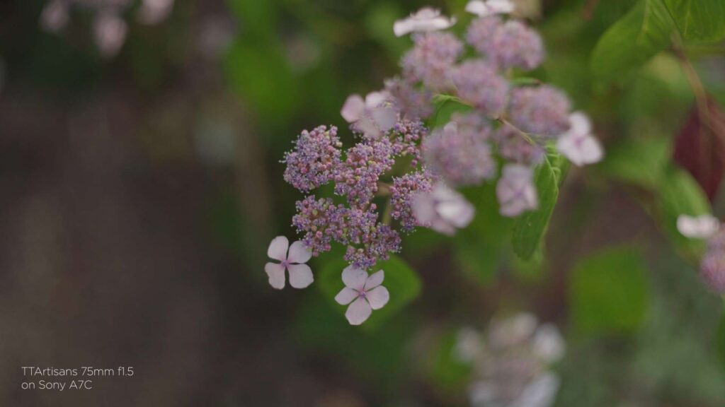 TTArtisan 75mm f1.5 close up flowers