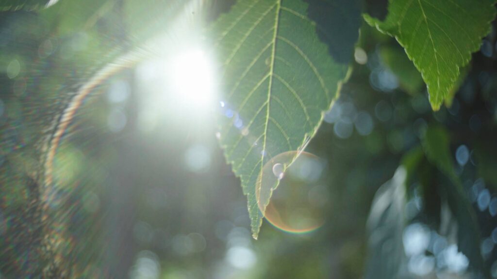 Panagor 21mm f4 lens aka Vivitar 20mm f3.8