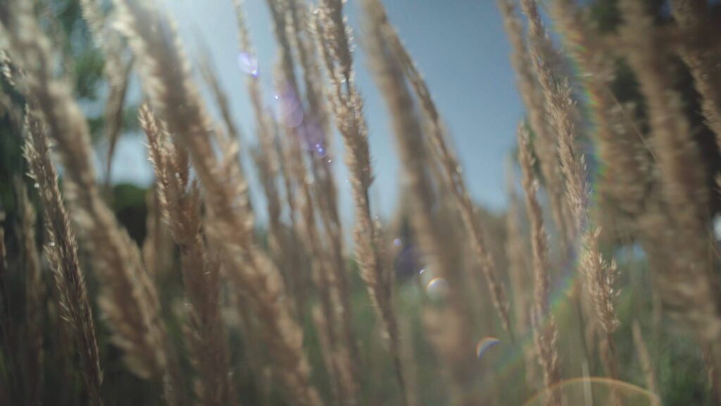 Panagor 21mm f4 lens aka Vivitar 20mm f3.8