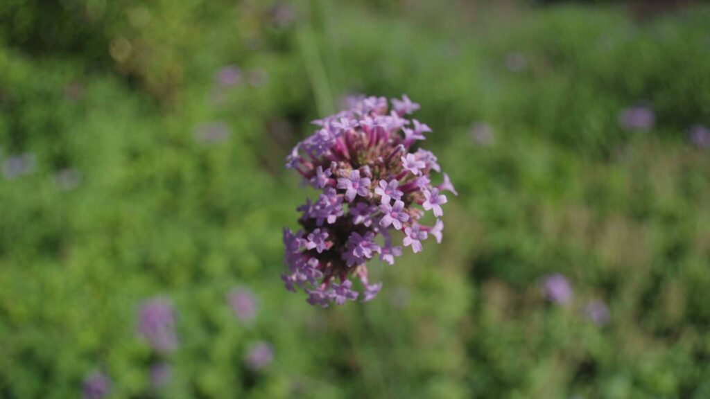 Panagor 21mm f4 lens aka Vivitar 20mm f3.8